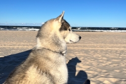Silver Lumi Lumi